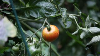 Le virus du fruit rugueux de la tomate brune (ToBRFV), un virus émergent, a été détecté dans une exploitation agricole en Bretagne. © Léna Hespel